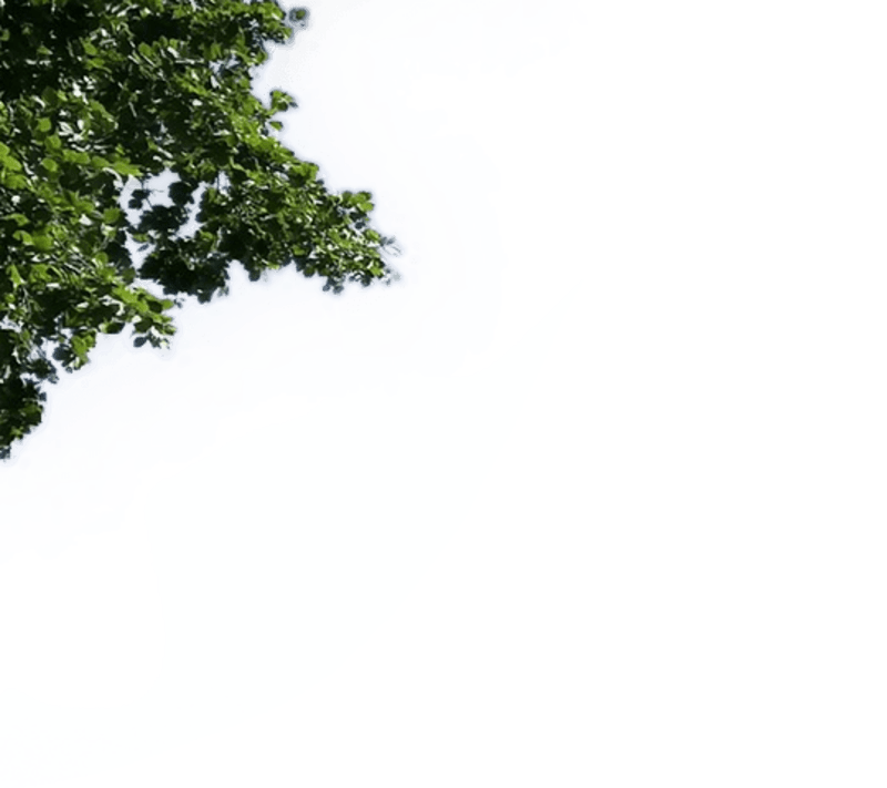 CFMOTO Bangladesh decorative leaf