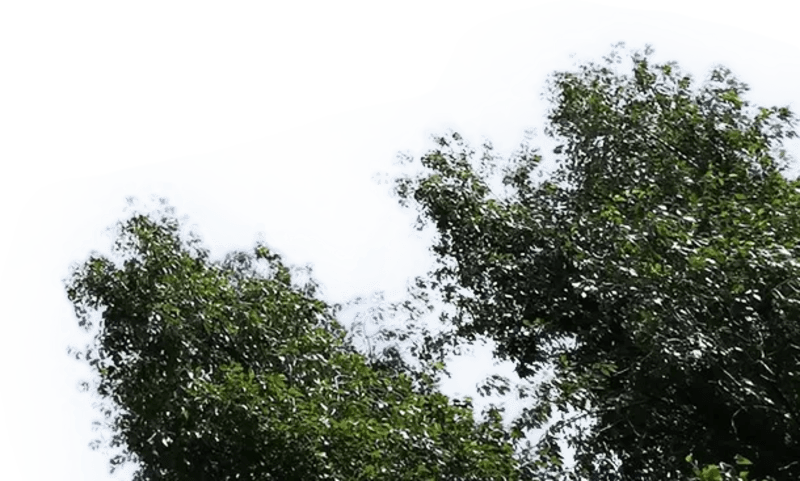 CFMOTO Bangladesh decorative leaf