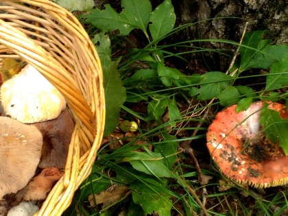 Пятерых заблудившихся в лесах нашли спасатели за сутки в Удмуртии