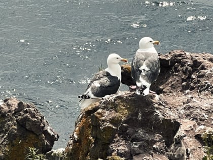 В Игринском районе обнаружили птичий грипп