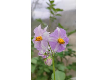 Новый сорт картофеля высокой урожайности вывели ученые УдмФИЦ УрО РАН