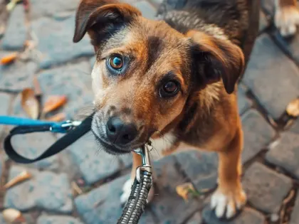 Карантин в Ижевске: в Ленинском районе нашли бешеную собаку