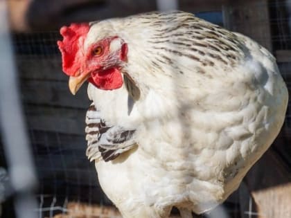 На ярмарках в Удмуртии рекомендовали ограничить продажу живой птицы