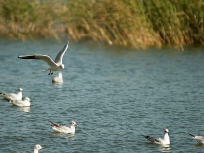 В Ижевске подтвердились случаи птичьего гриппа