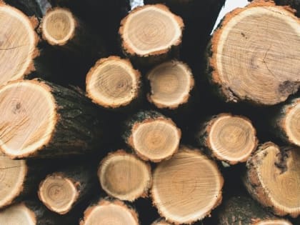 С начала 2023 года из Удмуртии в Казахстан вывезли 1 041 кубометр лесоматериалов