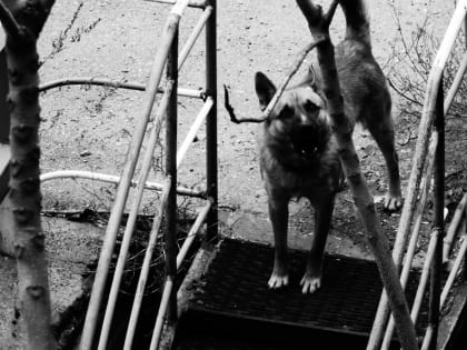 В Сарапуле на жителей и их животных нападают бездомные собаки