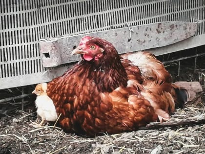 В поселке Кез выявлен третий в Удмуртии очаг птичьего гриппа