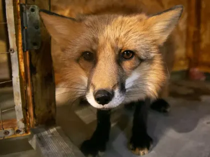 Карантин по бешенству объявили в трех городах и одном селе Удмуртии