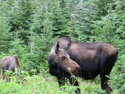 Появление в городе двух молодых лосей обеспокоило жителей Ижевска