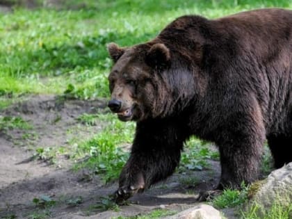 Медведь на улицах Петропавловска-Камчатского: угроза для детей и взрослых