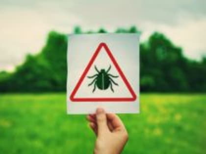 Укус клеща. Что делать? На что обращать внимание?