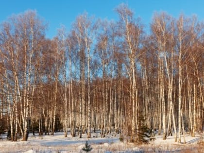 В четверг в Удмуртии воздух прогреется до +7 градусов