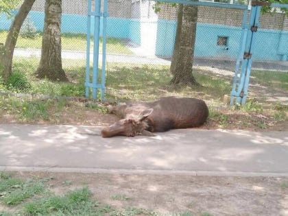 Зашедший из леса в Ижевск лось наскочил на забор и погиб