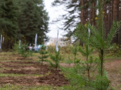 В парке Драгунова в Ижевске высадили новую сосновую аллею