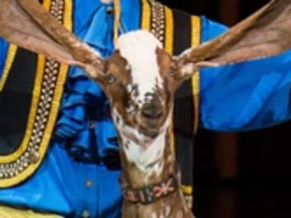 Первый аншлаг и восторженные зрители!
            С началом!