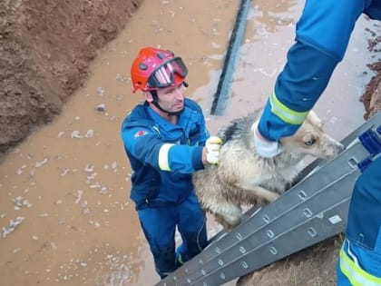 В Сарапуле спасли провалившуюся в яму с водой собаку