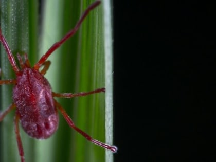 Первый в 2025 году случай присасывания клеща зарегистрировали в Удмуртии