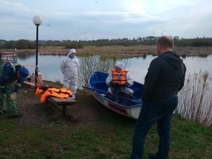 В Глазове ведут работу по предотвращению распространения птичьего гриппа