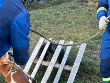 Спасатели Сарапула вытащили упавшую в колодец собаку