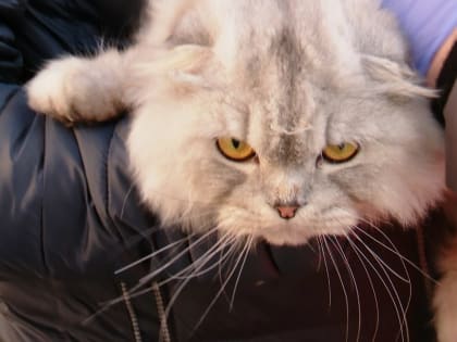 Жители Удмуртии смогут бесплатно вакцинировать своих домашних животных от бешенства