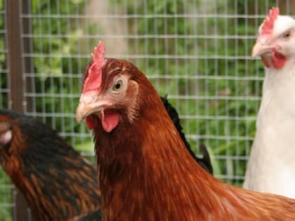 Китаец испугал до смерти больше тысячи кур и попал в тюрьму