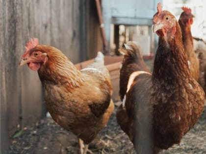 Впервые за 14 лет в Ижевске зафиксировали псевдочуму куриц