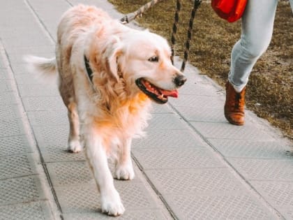 Ещё две площадки для выгула собак откроют в Ижевске в 2023 году