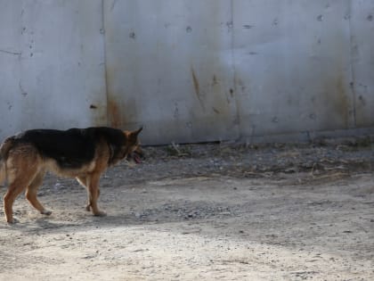 В Можге собаки напали на местную жительницу