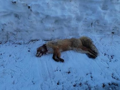 Два случая бешенства выявлено в Можгинском районе