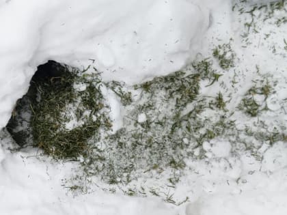 Житель Удмуртии хранил в сугробе возле дома килограмм марихуаны