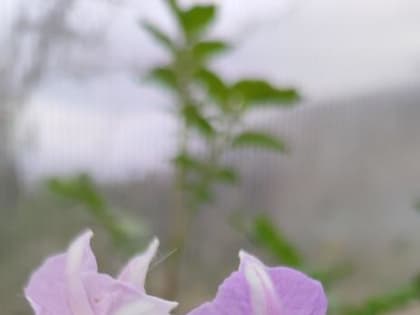 Новый высокоурожайный сорт картофеля вывели в Удмуртии