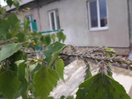 Жители нескольких деревень в Удмуртии подверглись массовой атаке комаров