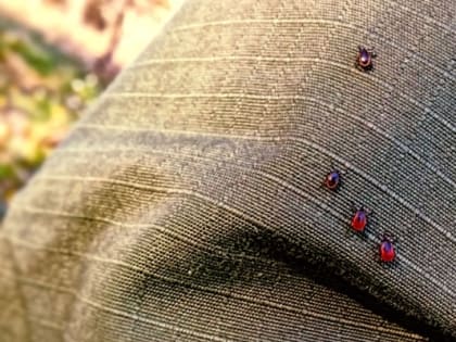 Таежные клещи оказались переносчиками вируса Хасеки