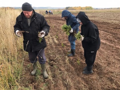 Жители Воткинского района посадили лес вдоль межпоселковой дороги