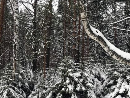 Жителям Ижевска рассказали о потенциальном благоустройстве в Чемошурском лесу