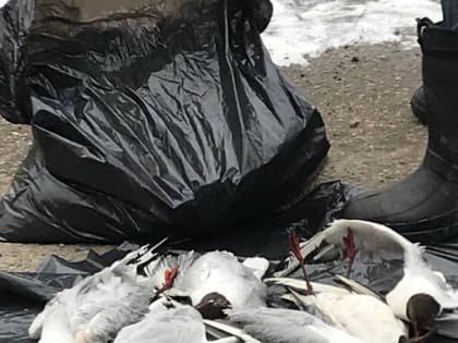 На части территории Ижевска введен карантин по птичьему гриппу