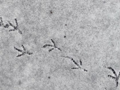 Снижение температуры в Удмуртии: готовьтесь к холодам