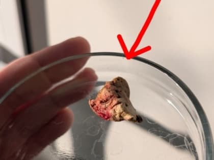 В Ижевске ветеринары спасли кота по кличке Пук, в кишечнике которого застрял кусок игрушки