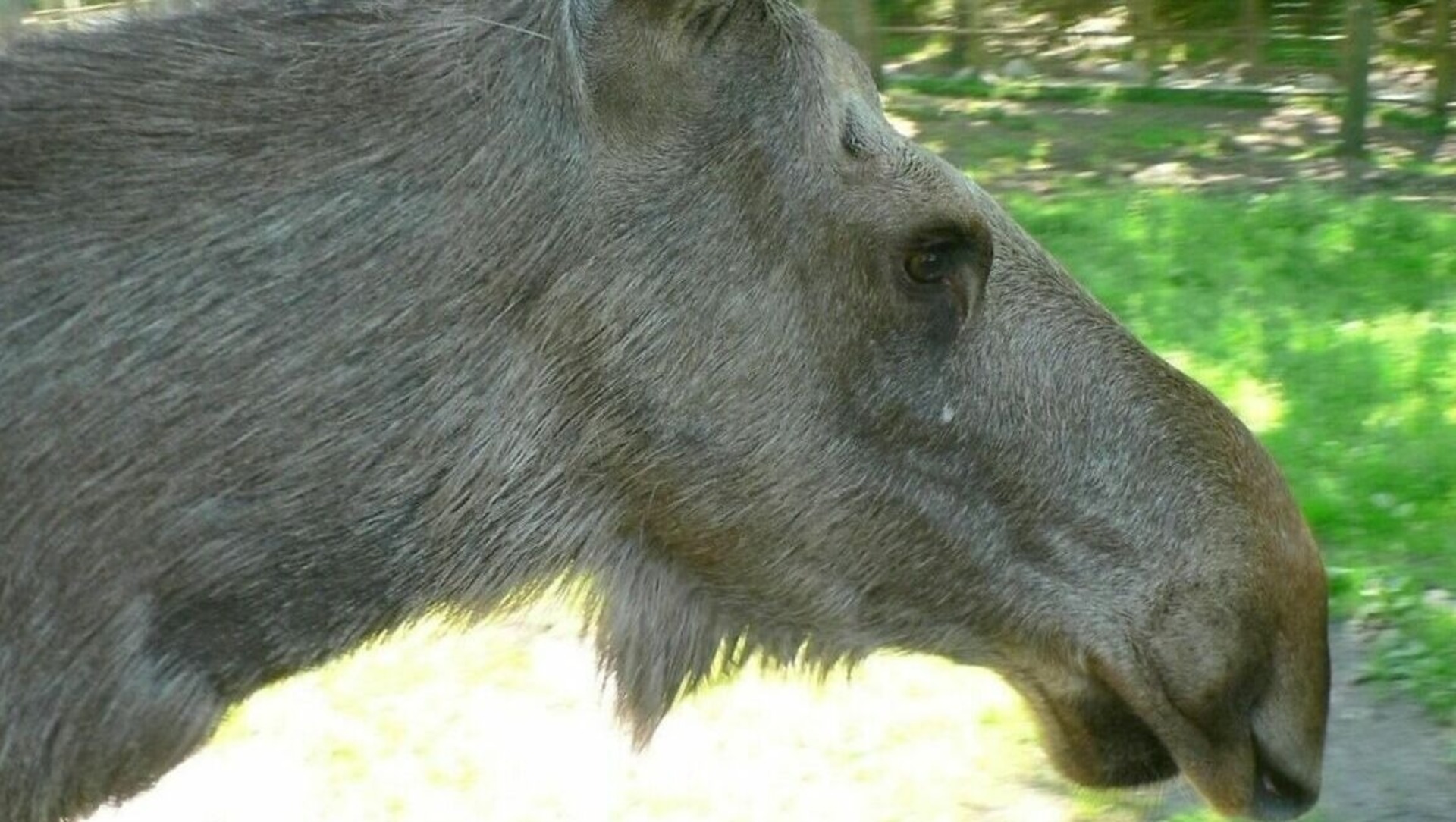 Лосиная улица. Лосиха и корова. Теленок лося. Лось и корова. Лось в Марий Эл.