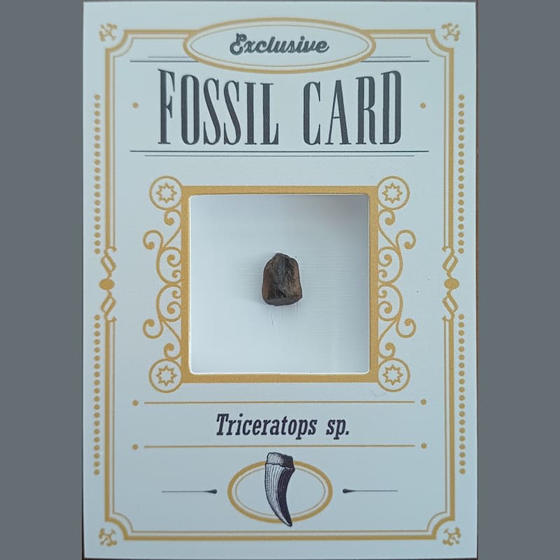 Fossil card triceratops sp.
