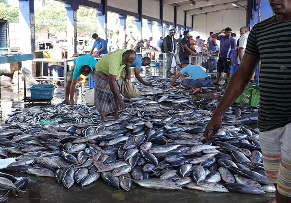 Negombo Fish Market