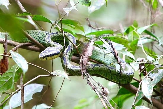 Reptiles (Sinharaja)