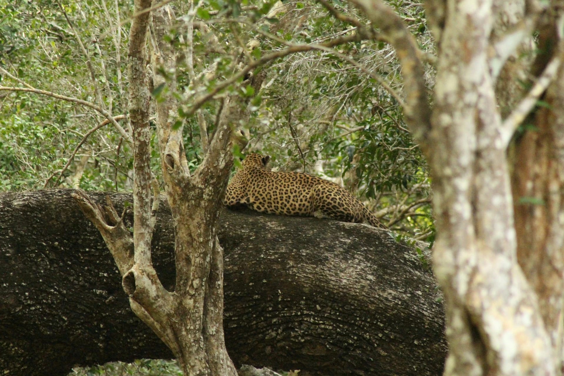 Yala Safari