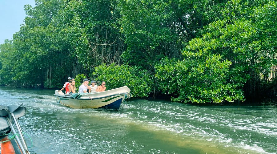 Bentota river mangrove safari
