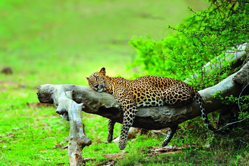 Leopard in Yala National Park Sri Lanka