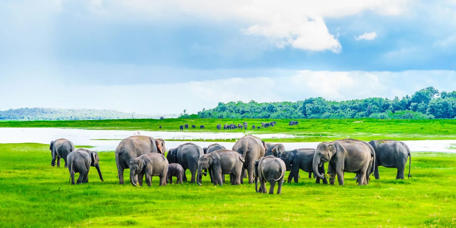 Elephants at Yala National Park lagoon