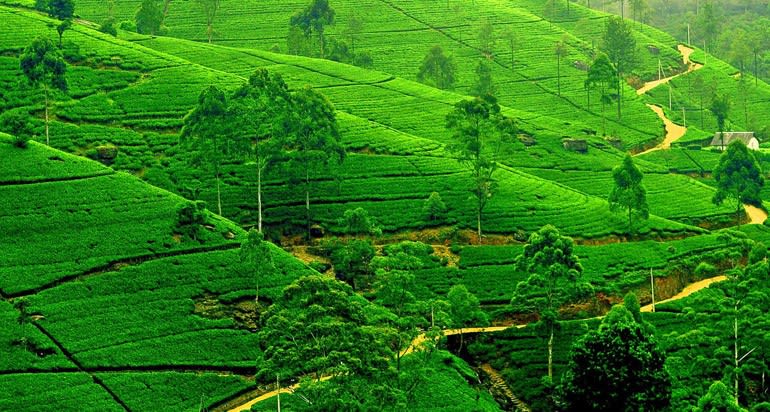 Tea Estates