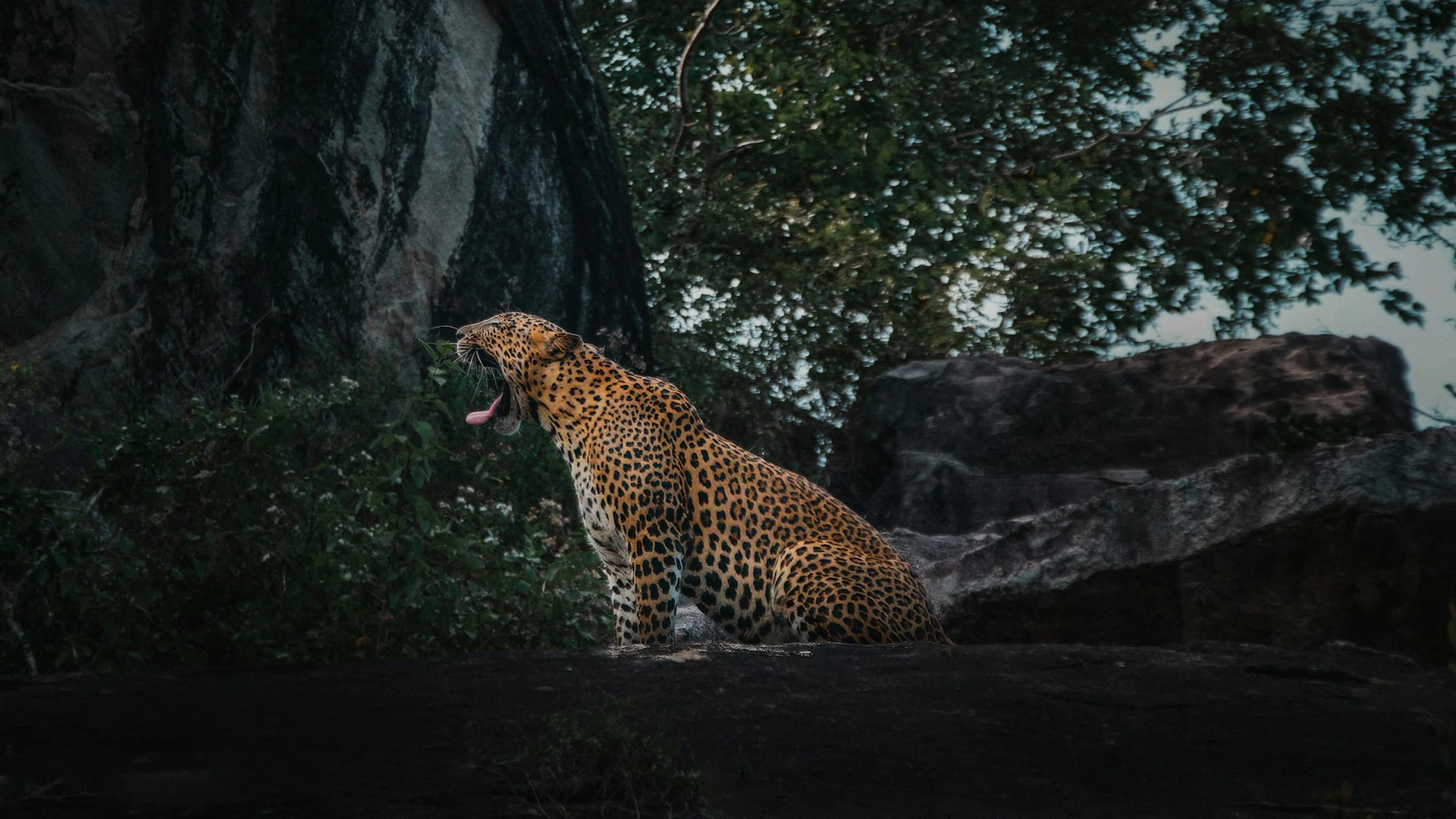 Yala National Park