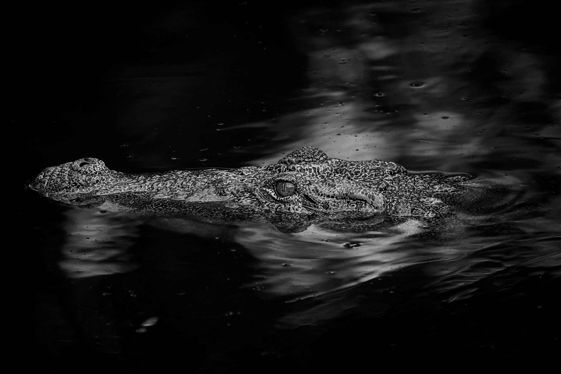 Nilwala Crocodile Watching