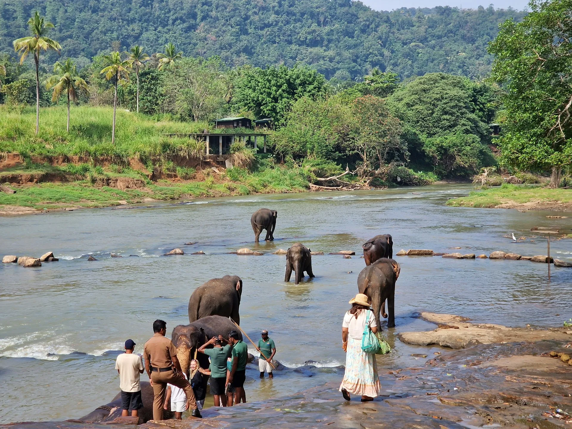Pinnawala Elephant Orphanage